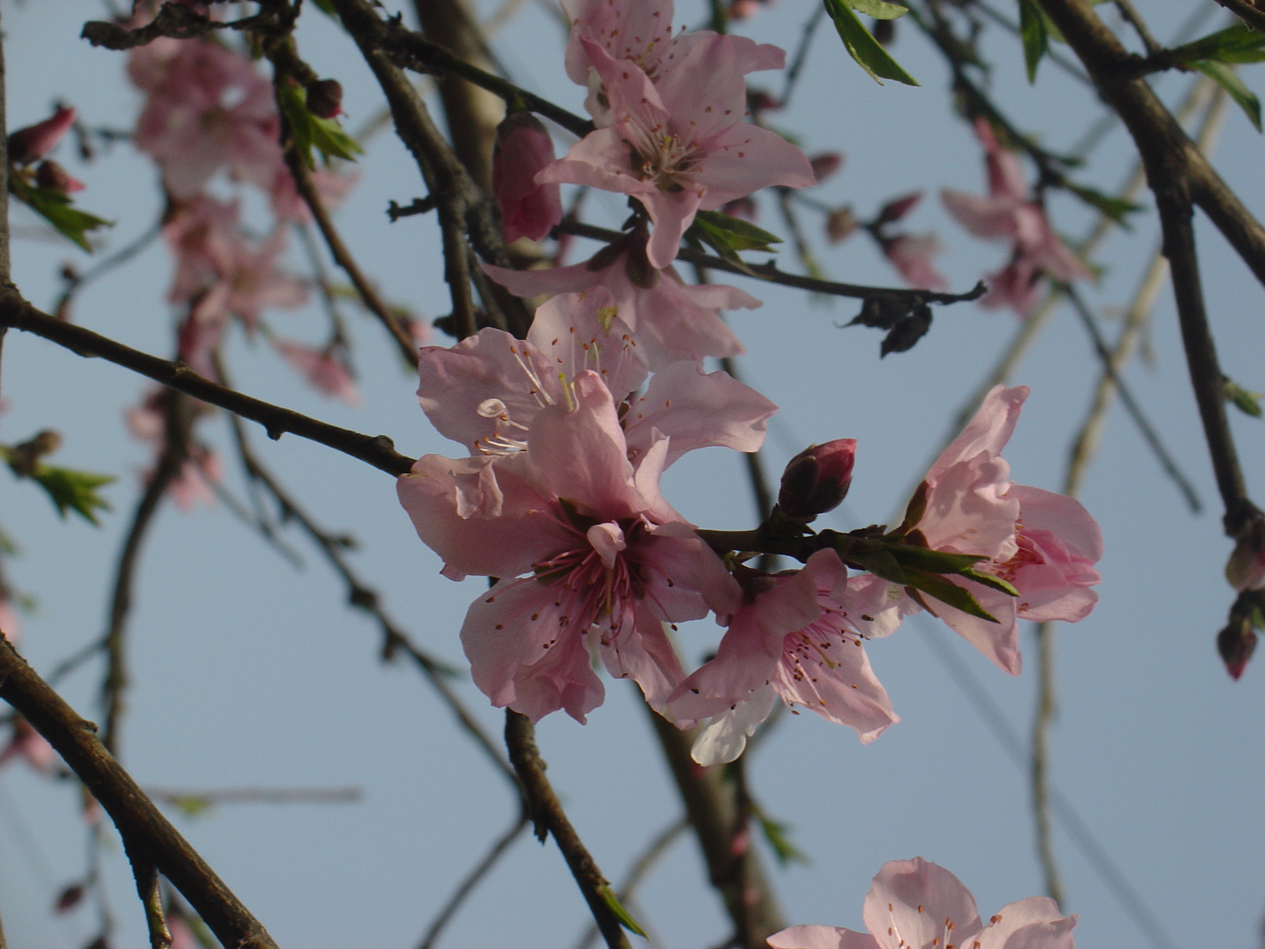 桃花