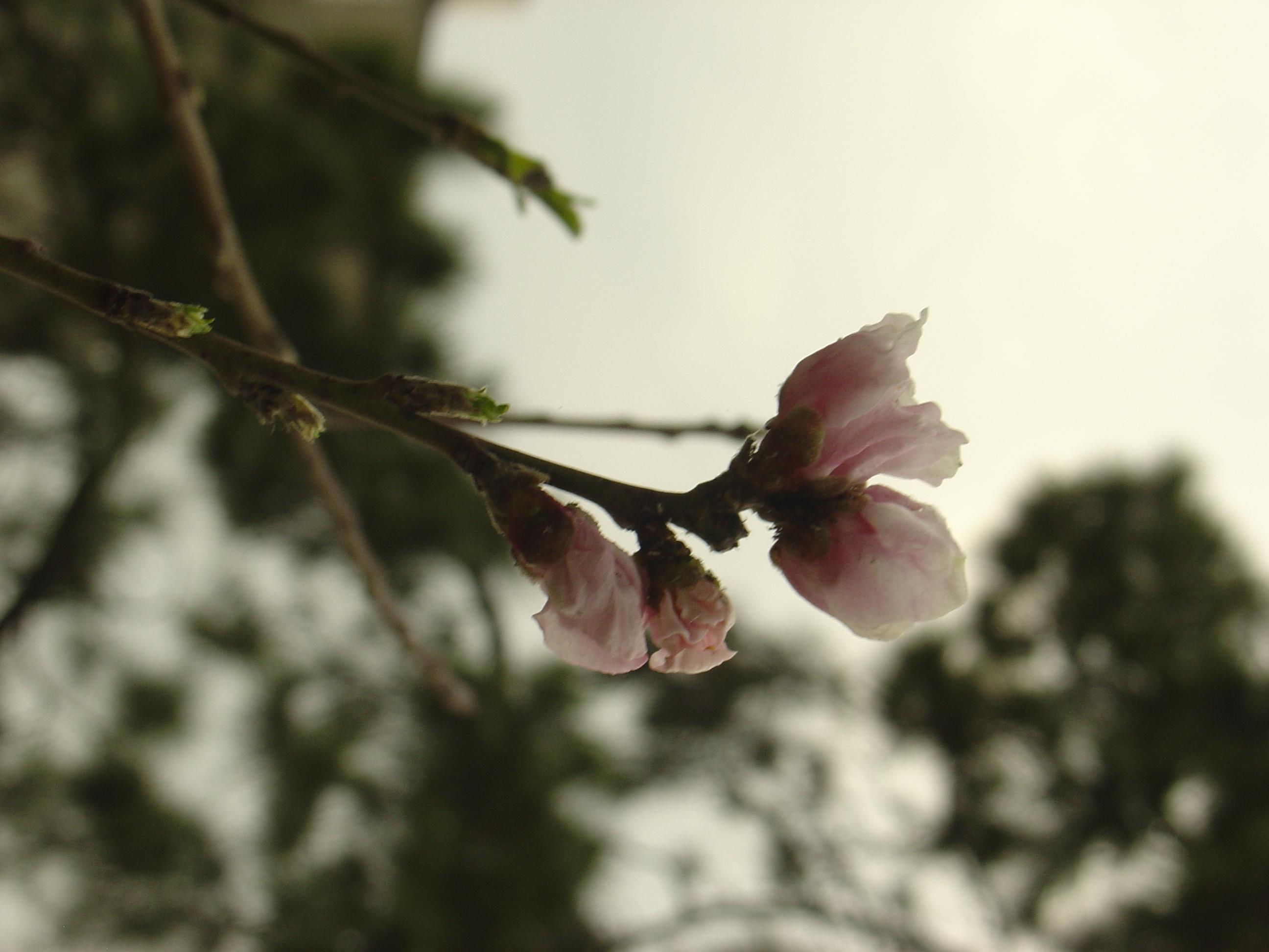 枝上春痕